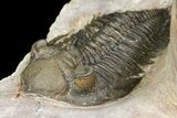 Zlichovaspis & Metacanthina Trilobites - Lghaft, Morocco #153903-8